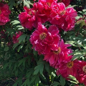 Meet your Posher, Gaudy